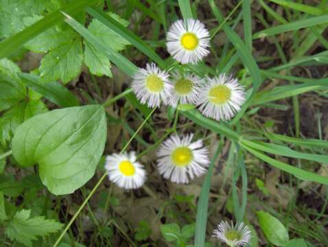 Image of Philadelphia fleabane