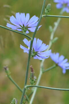 Image of chicory