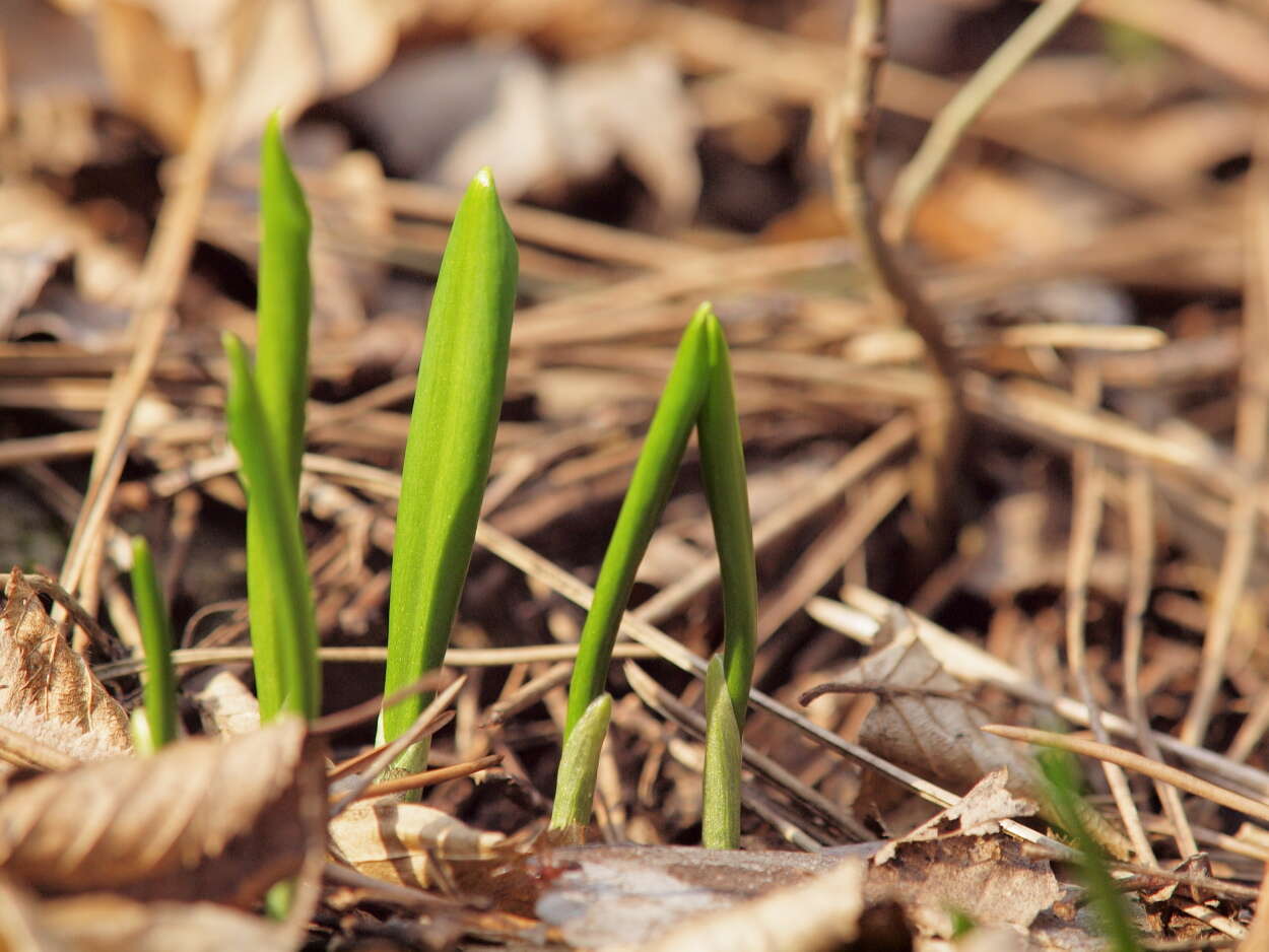 Image of Onions