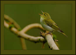 Image of Phylloscopidae