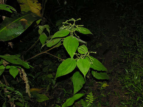 Image of Leandra mexicana (Naud.) Cogn.