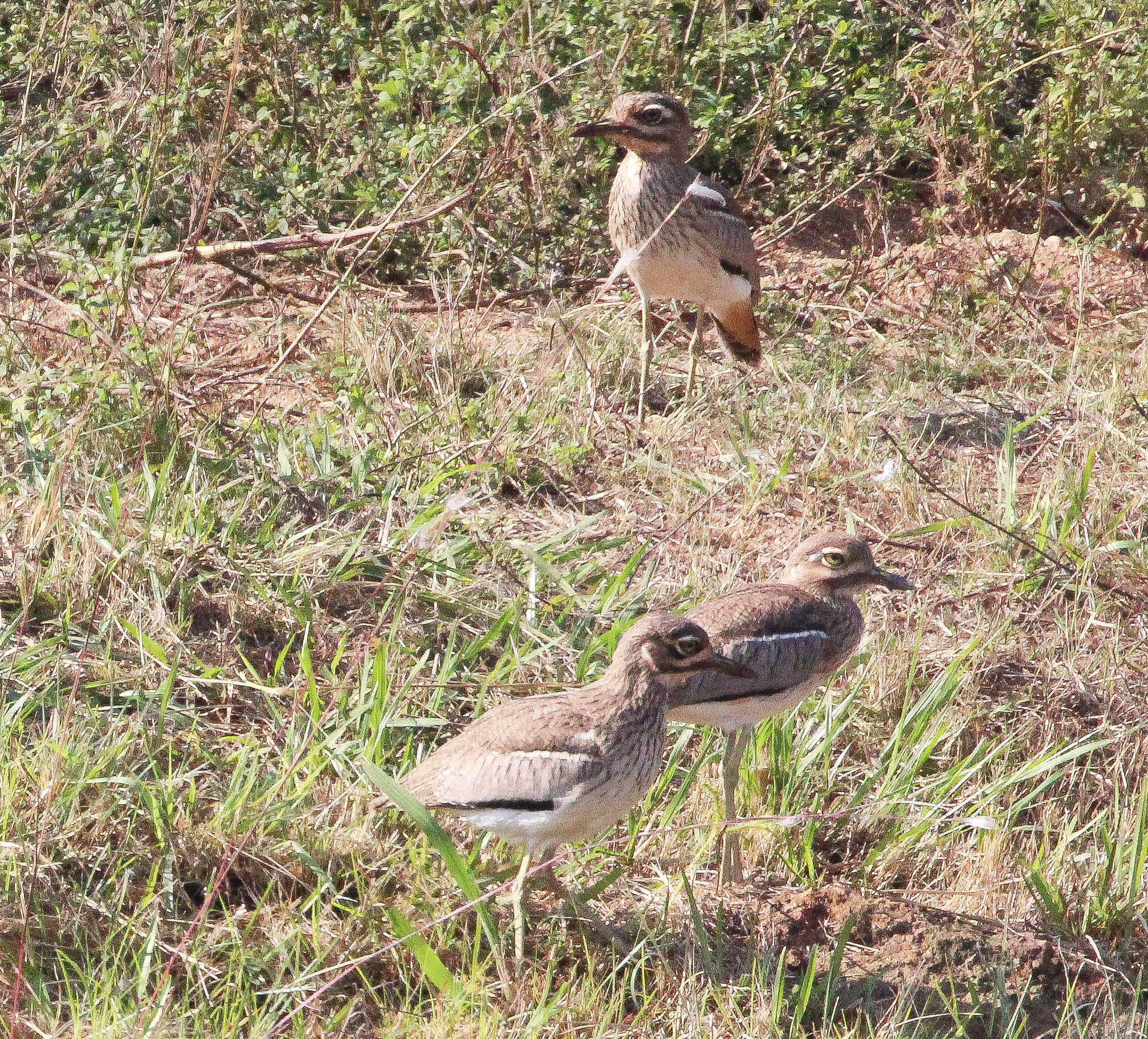 Image of Water Dikkop