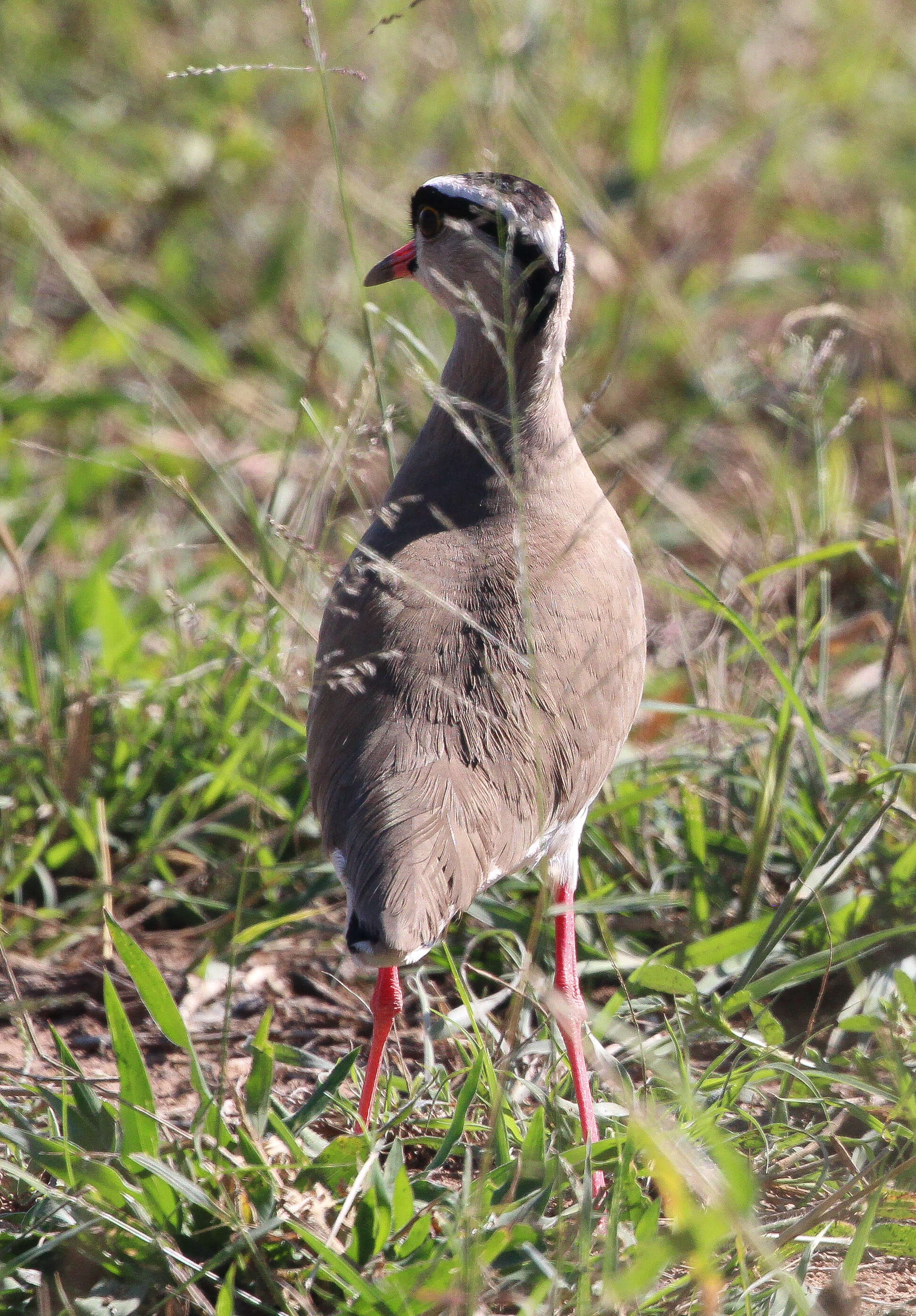 صورة Vanellus coronatus (Boddaert 1783)