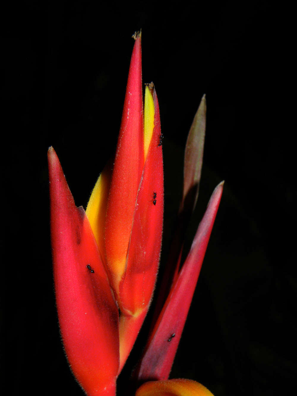 Image of Heliconia osaensis Cufod.