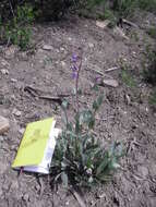 Image of Osterhout's beardtongue