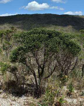 Image of Lychnophora rosmarinifolia Mart.