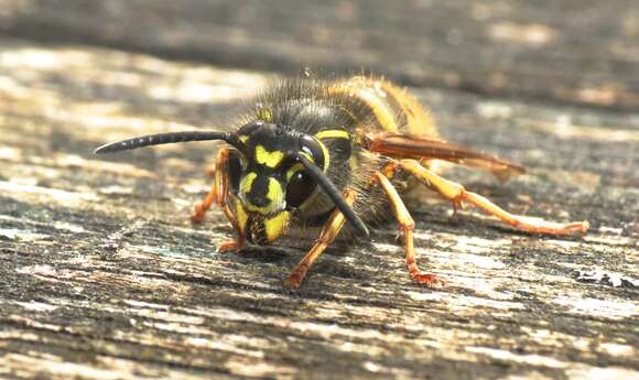 Image de Vespula vulgaris (Linnaeus 1758)