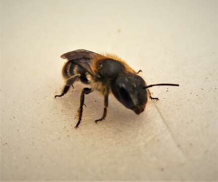 Image of Mason Bees