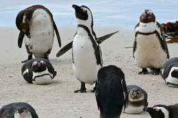 Image of African Penguin