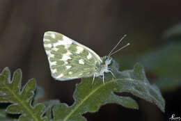 Image of Checkered Whites