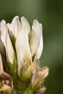 Слика од Oxytropis campestris (L.) DC.