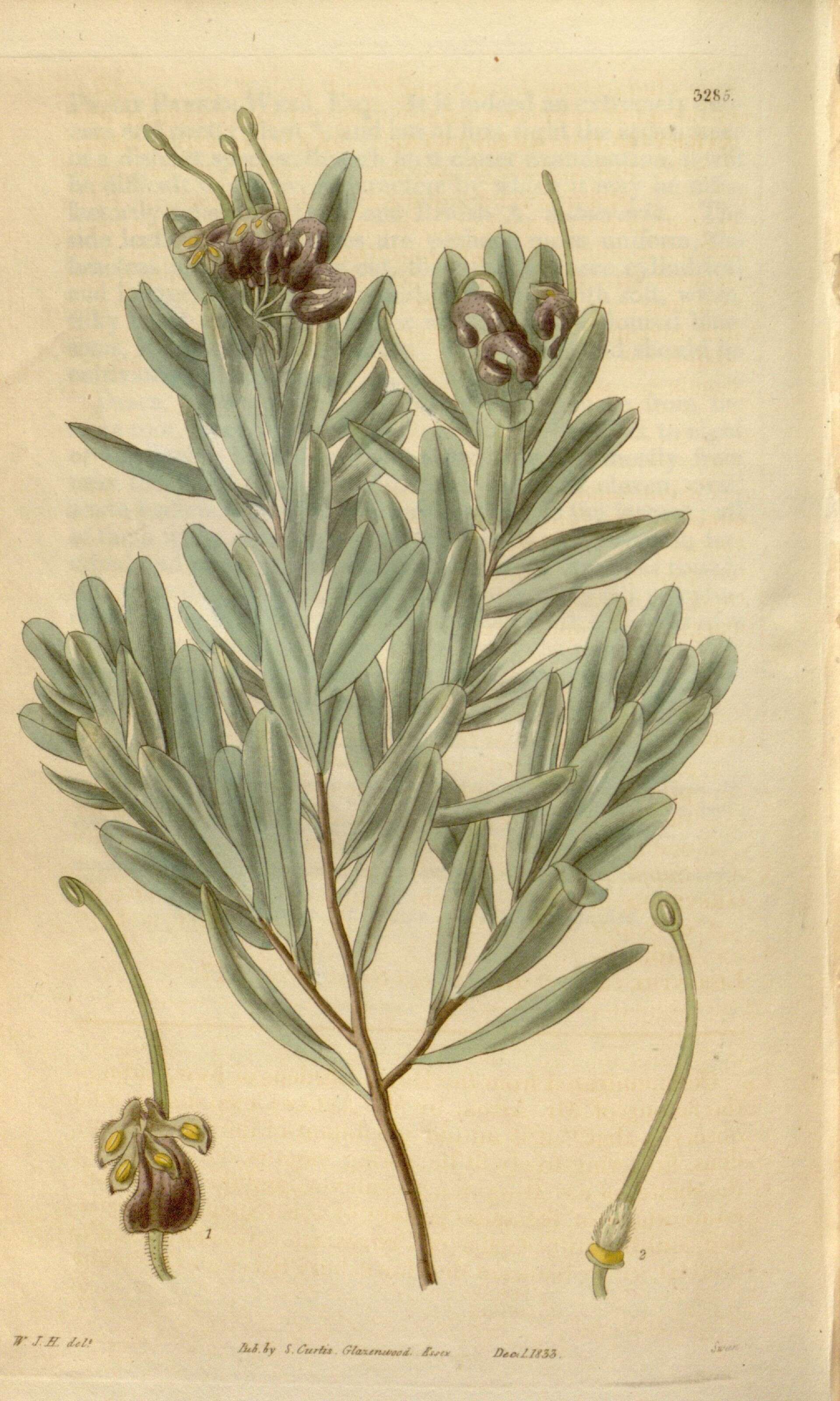 Image of Grevillea arenaria R. Br.