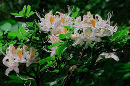 صورة Rhododendron occidentale (Torr. & Gray) A. Gray