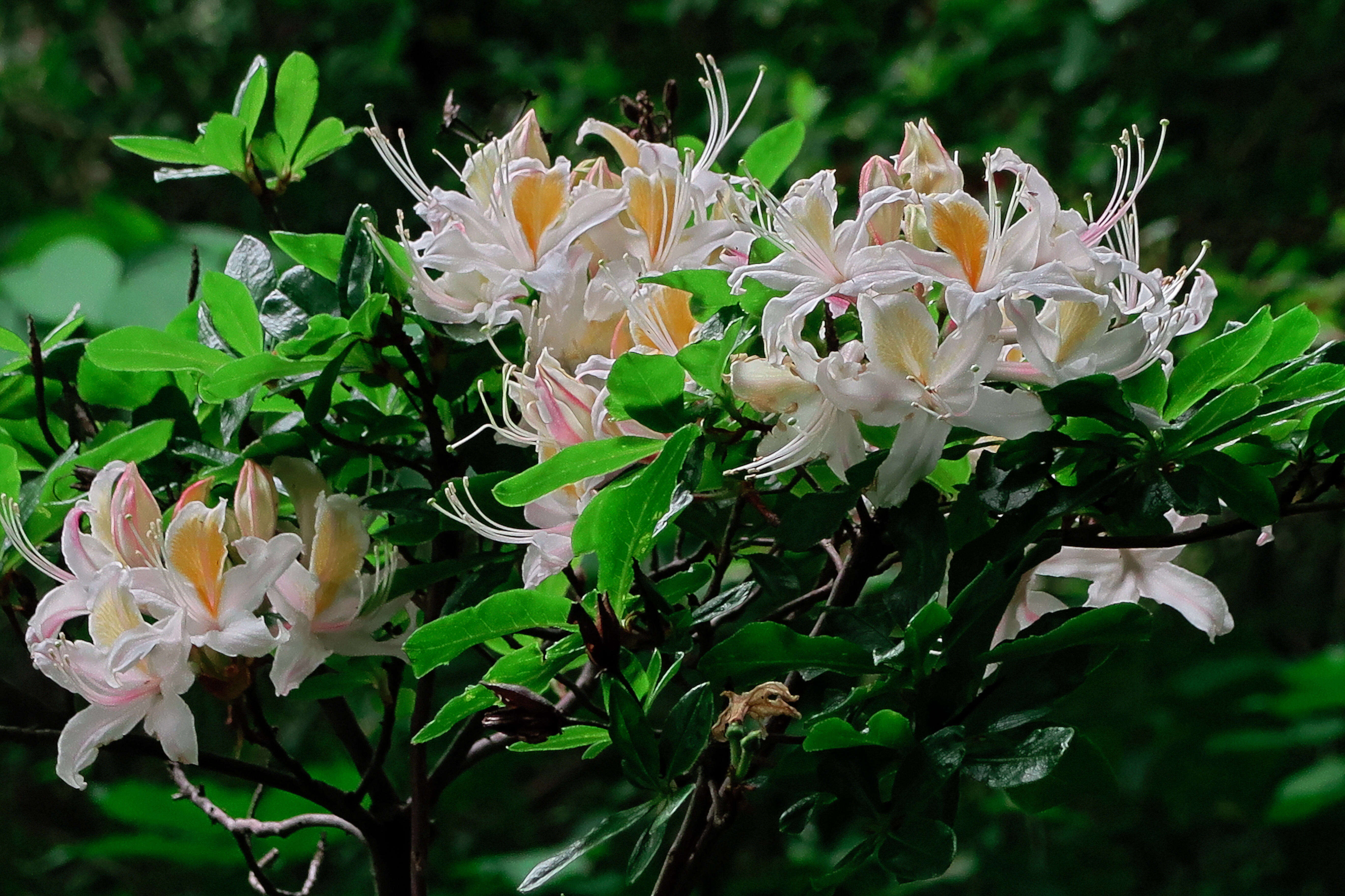 صورة Rhododendron occidentale (Torr. & Gray) A. Gray