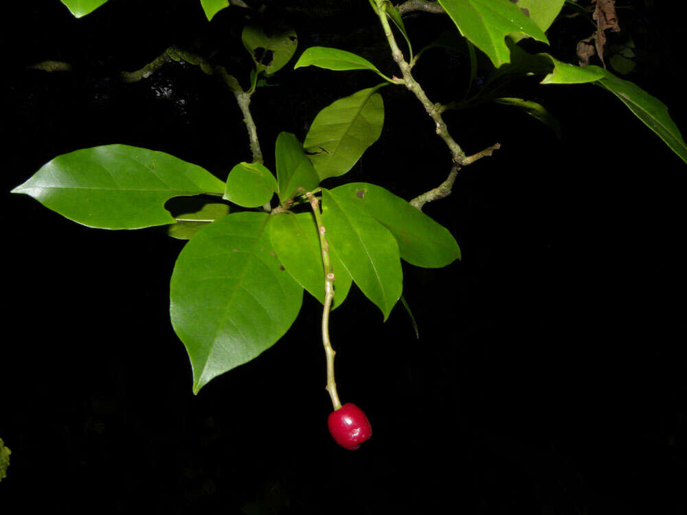 Image de Guapira costaricana