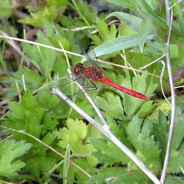 Image of Sympetrum Newman 1833