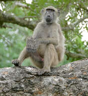 Image of Baboon