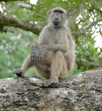 Image de Babouin chacma