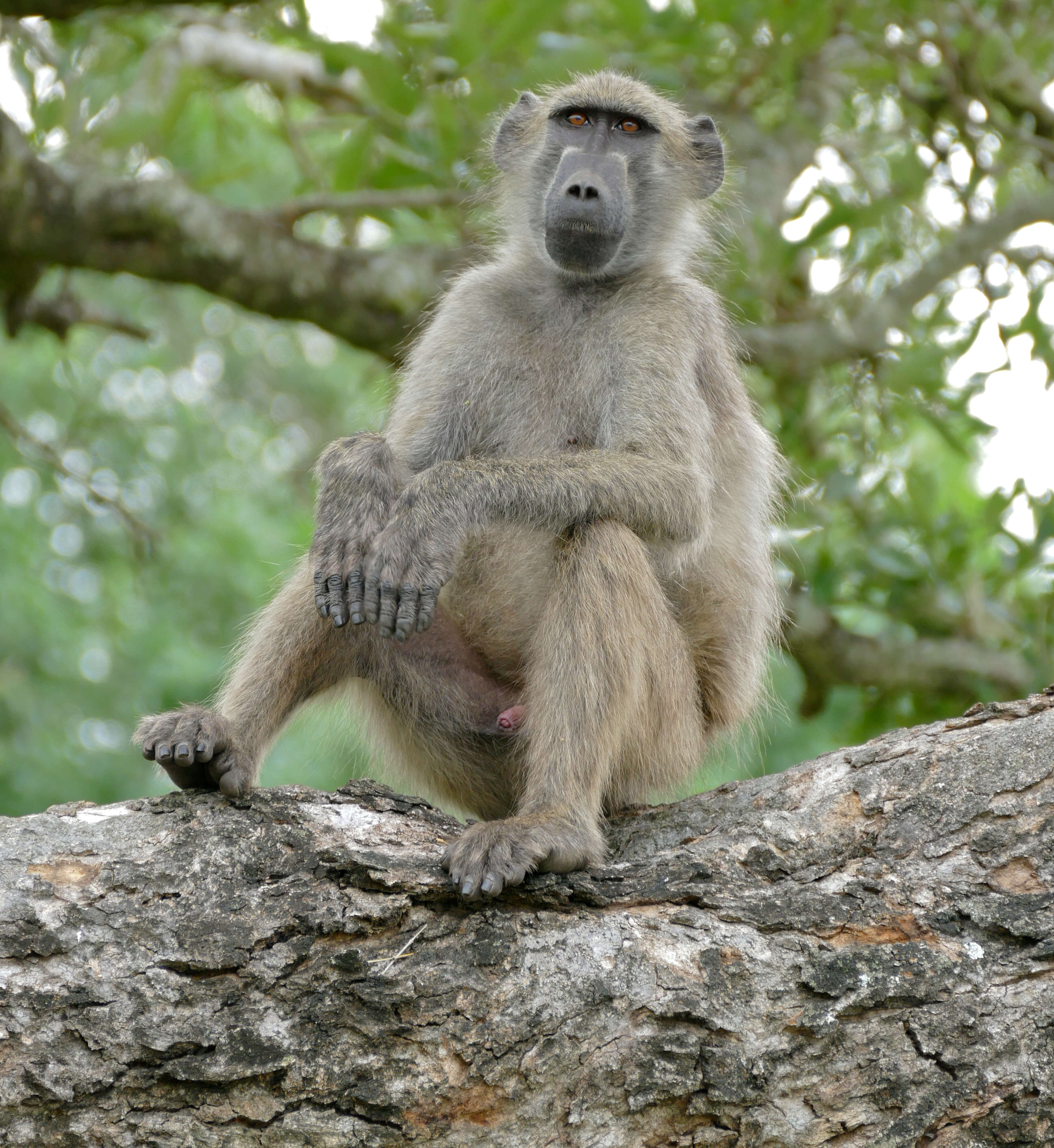 Image of Baboon