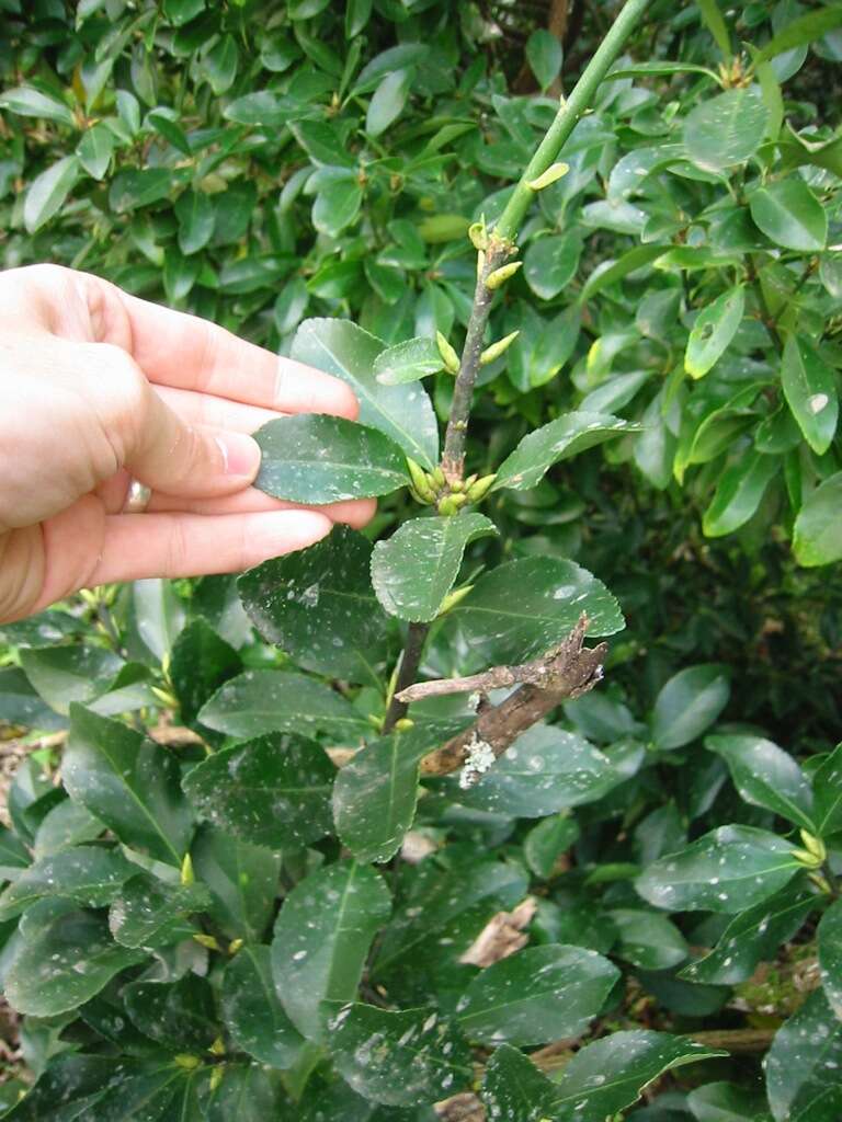 Imagem de Euonymus japonicus Thunb.