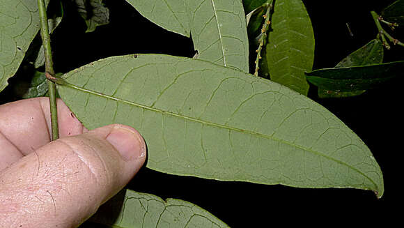 Image of Gymnanthes glabrata (Mart.) Govaerts