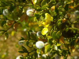 Image of creosote bush