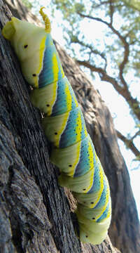 Image of African death head's hawkmoth