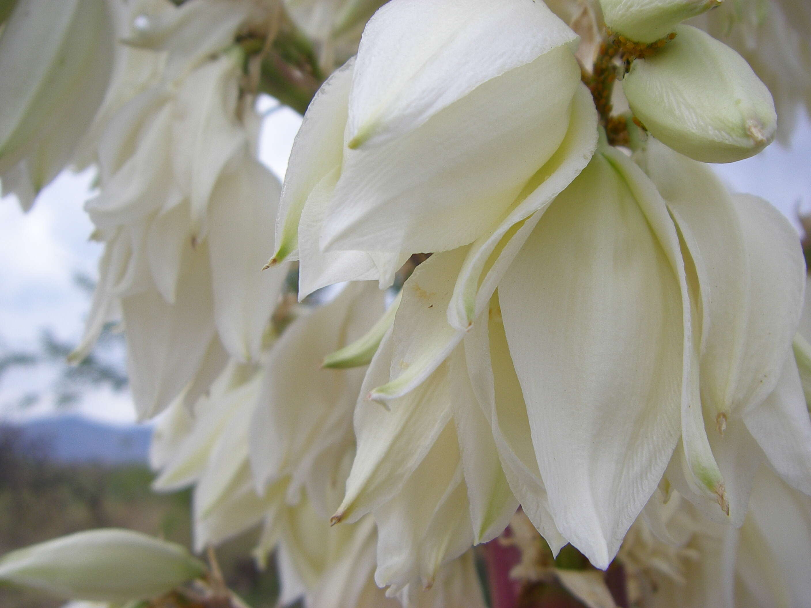 Image of yucca