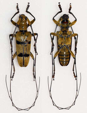 Image of Acalolepta bifasciata (Westwood 1848)