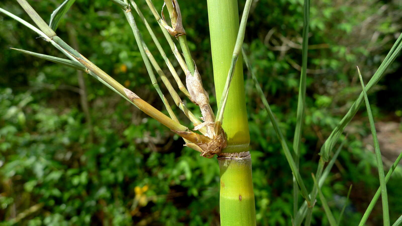 Image of Guadua paniculata Munro