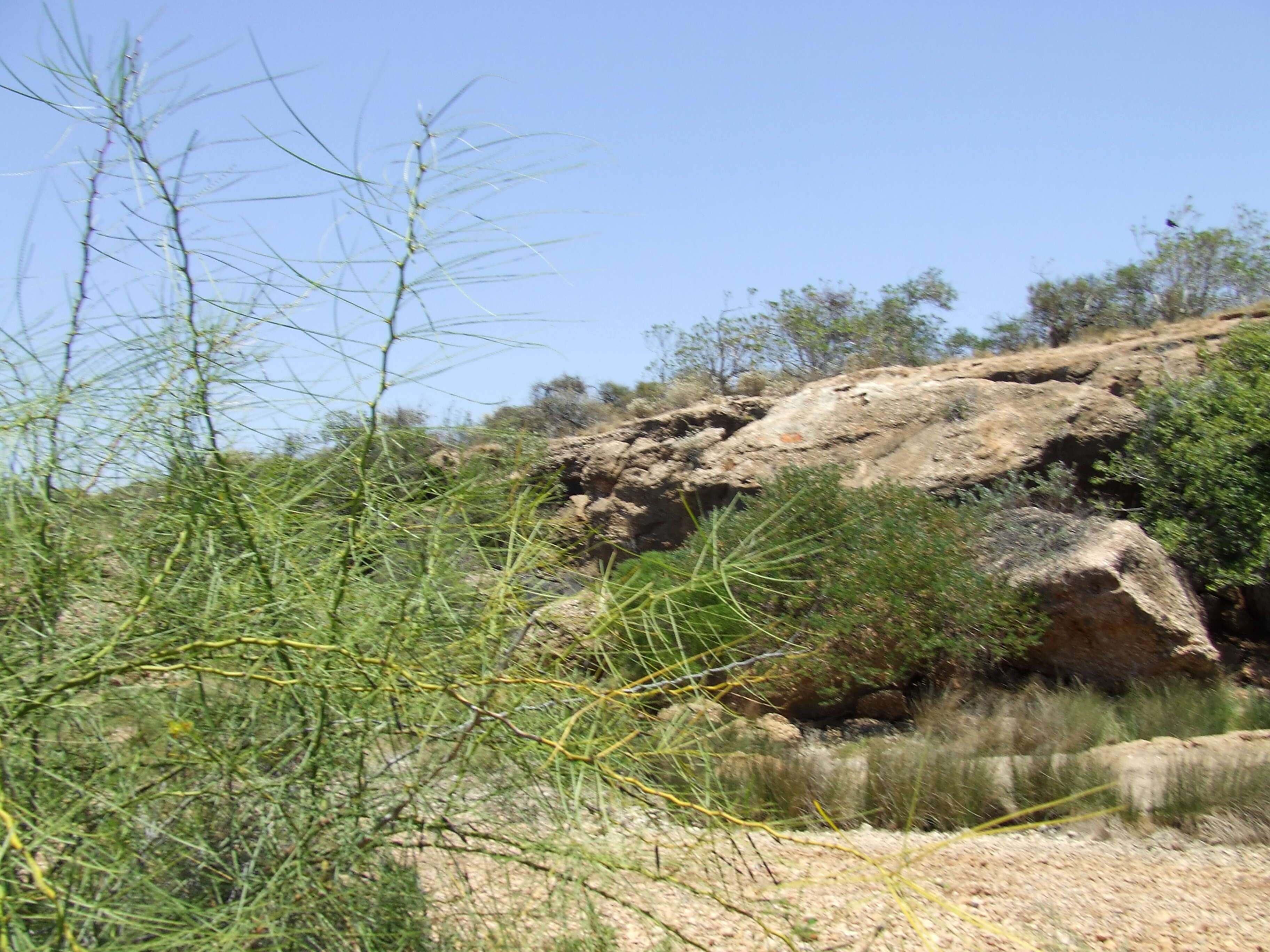 Слика од Parkinsonia