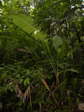 Image of Heliconia imbricata (Kuntze) Baker