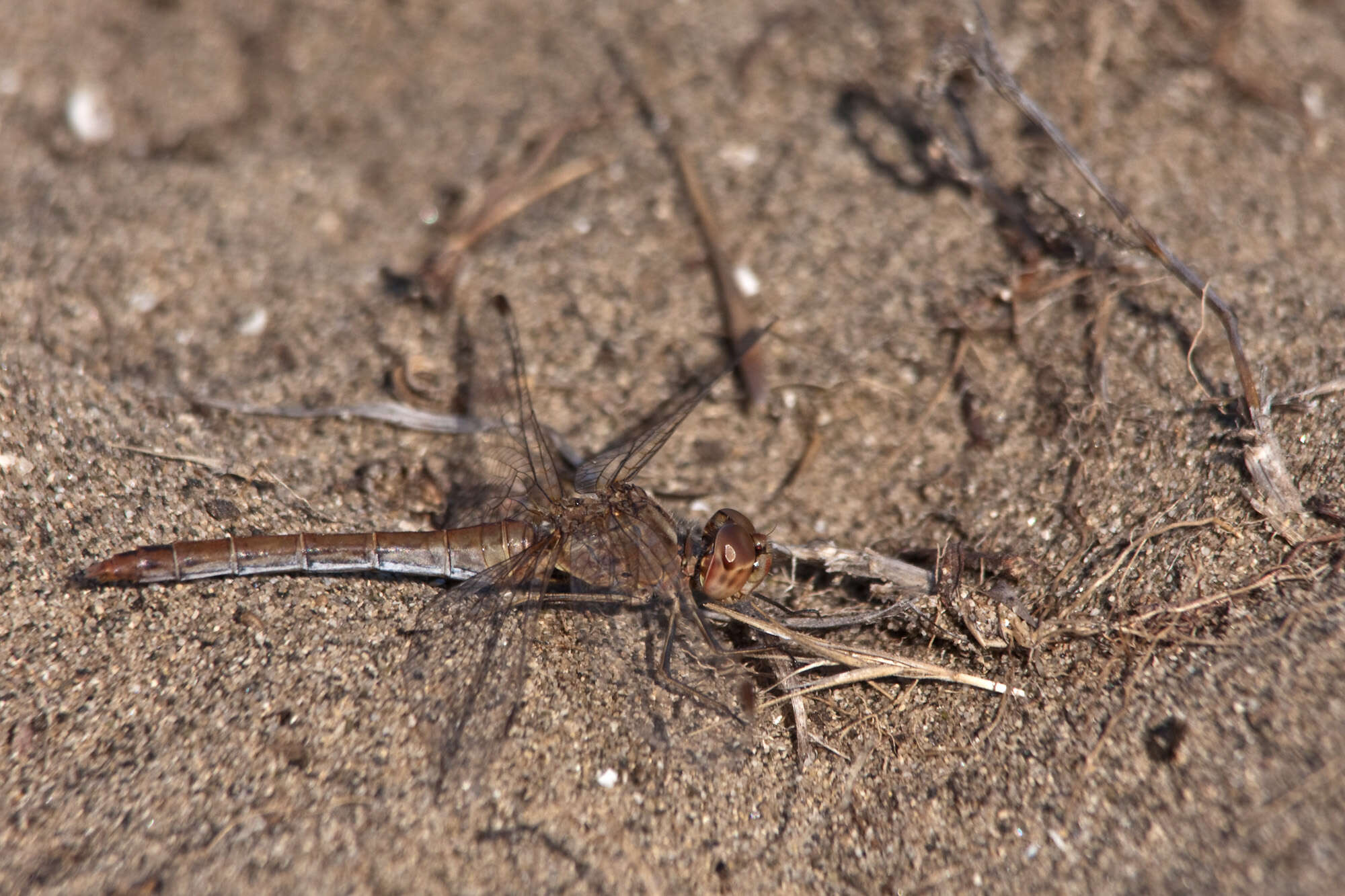 Image of Southern Darter