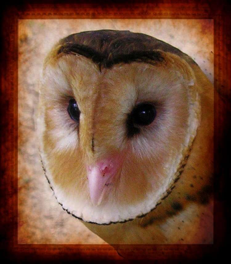 Image of barn owls, masked owls, and bay owls