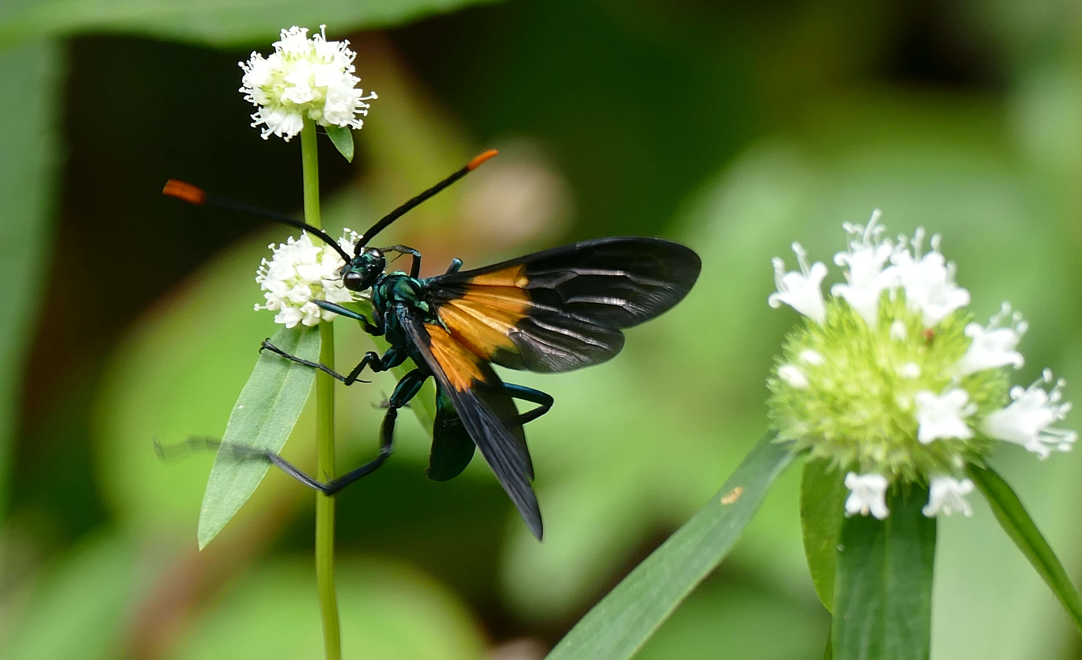 صورة Pepsis atripennis Fabricius 1804