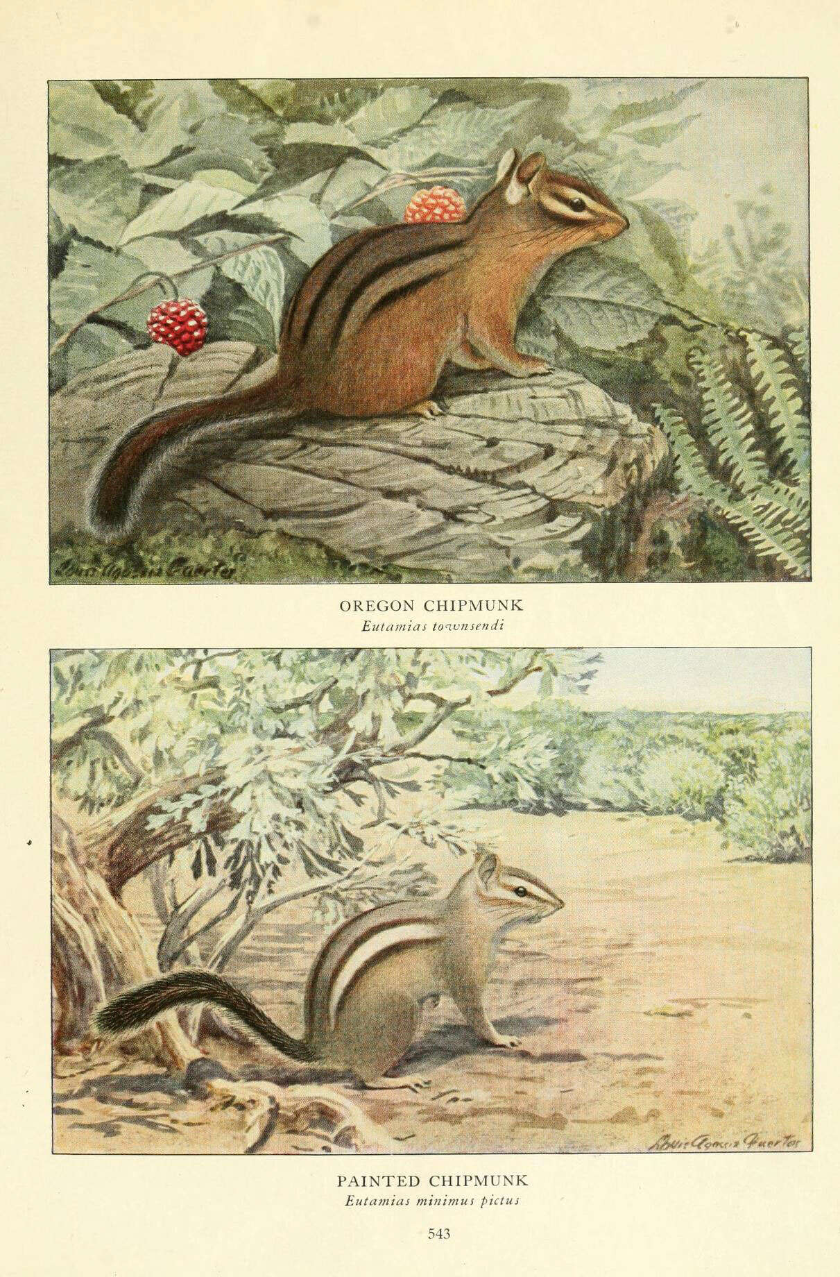 Image of Tamias subgen. Neotamias A. H. Howell 1929