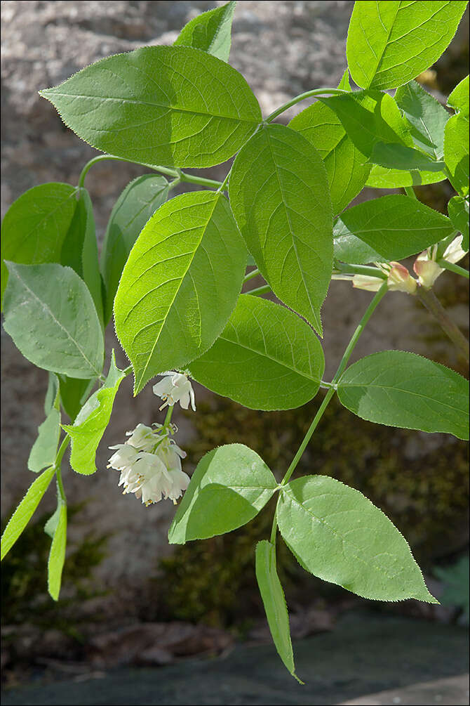 Imagem de Staphylea pinnata L.