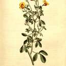 Image of Goodia lotifolia var. pubescens (Sims) H. B. Will.