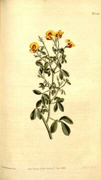 Image of Goodia lotifolia var. pubescens (Sims) H. B. Will.