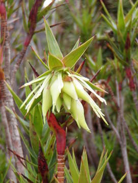 Sivun Richea milliganii (J. D. Hook.) F. Muell. kuva