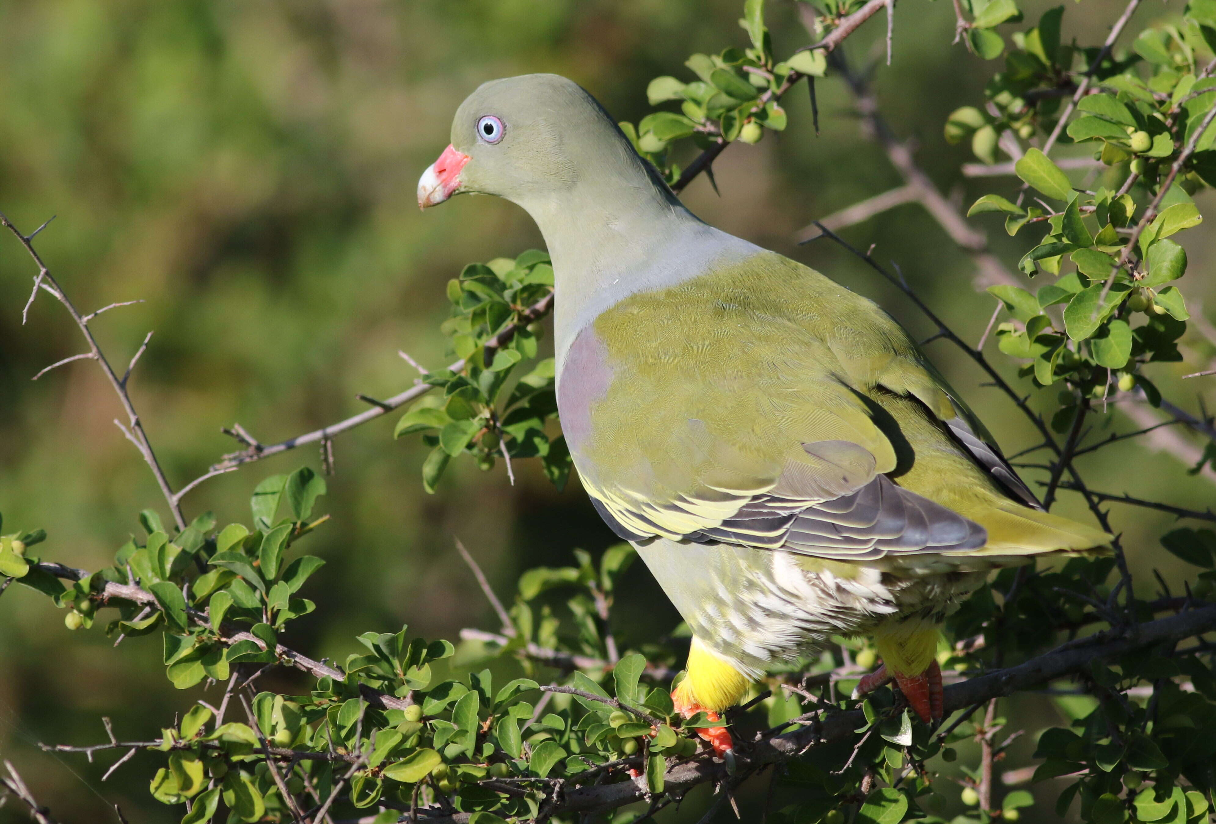 صورة Treron calvus (Temminck 1811)