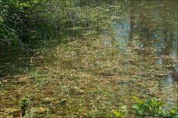 Image of Thread-leaved Water-crowfoot