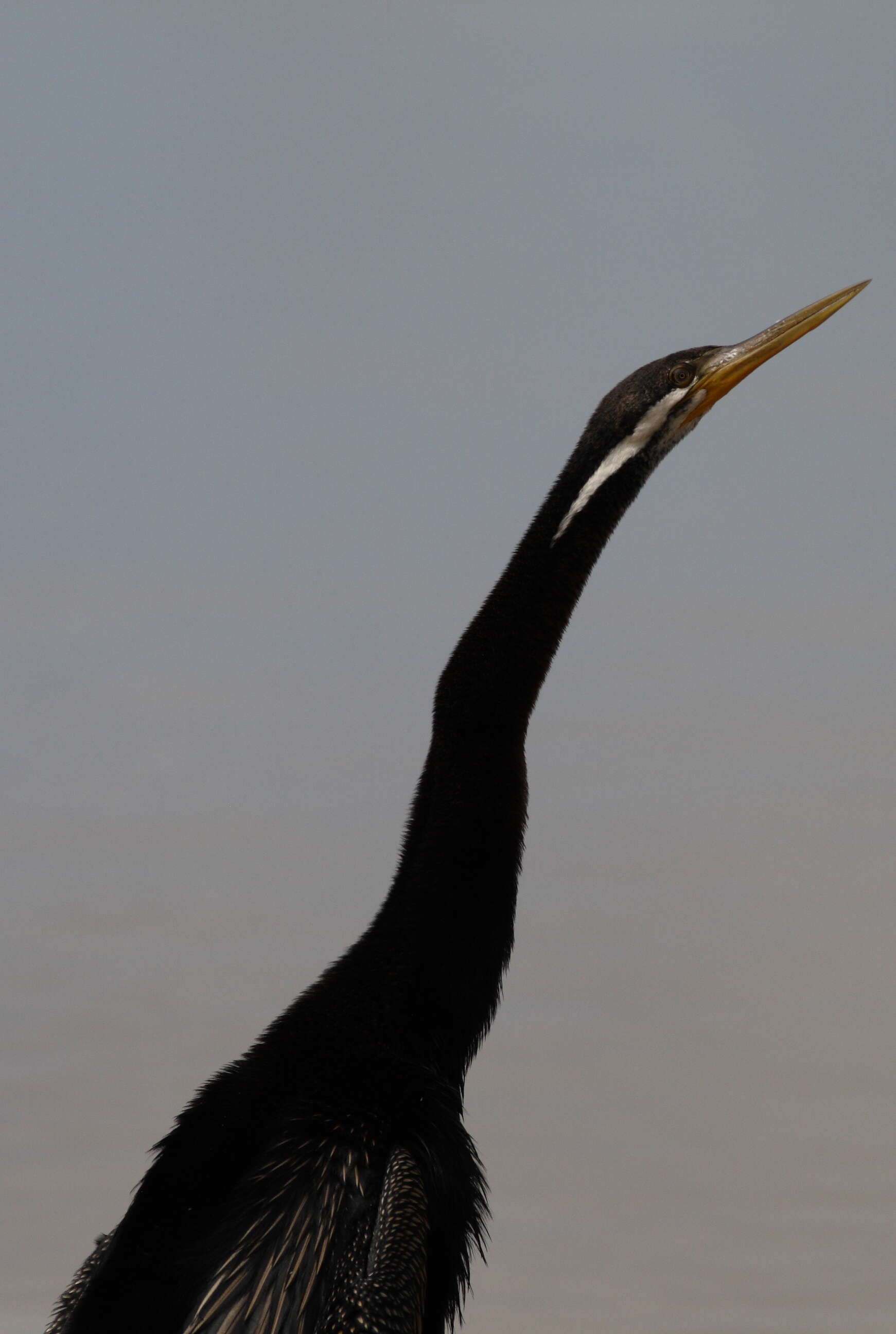 Image de Anhinga d'Australie