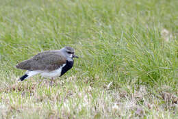 Image of Lapwing