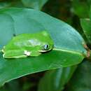 Image of Kivu tree frog