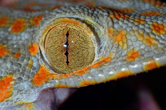 Sivun Gekko gecko (Linnaeus 1758) kuva