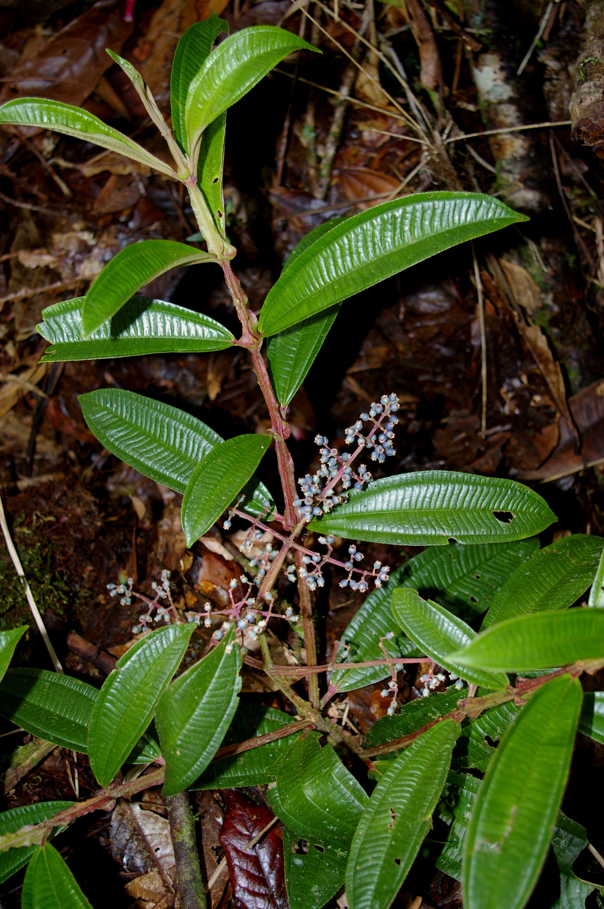 Image of Miconia