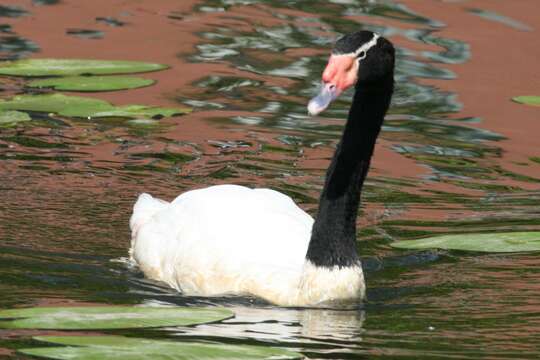 Image of Black-necked Swan