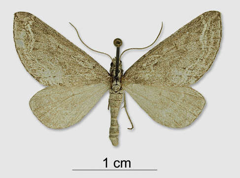 Plancia ëd Lithostege dissocyma Prout 1938