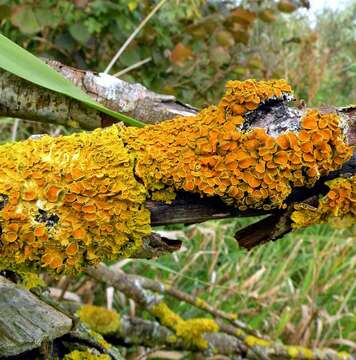 Image of orange wall lichen